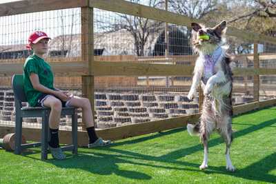 Dog catching a ball at an event