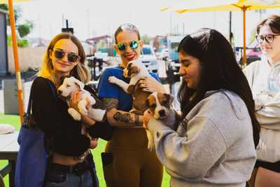 Puppy adoption event at Zoomies