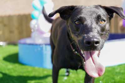 Happy dog at the splash zone