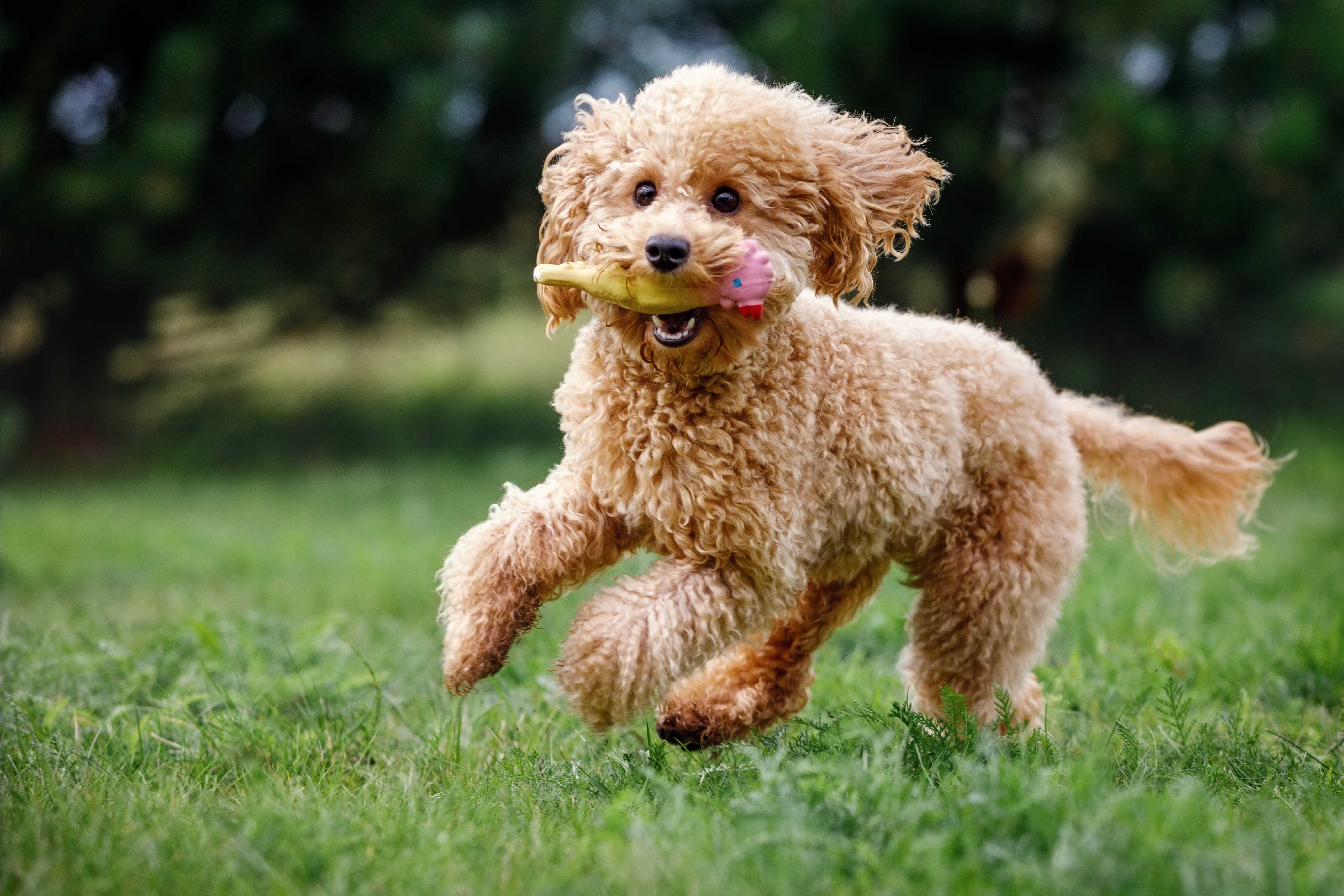 Dog running