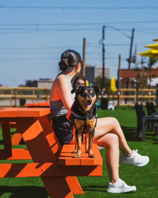 Dog sitting on an orange picnic bench at Zoomies Dog Park