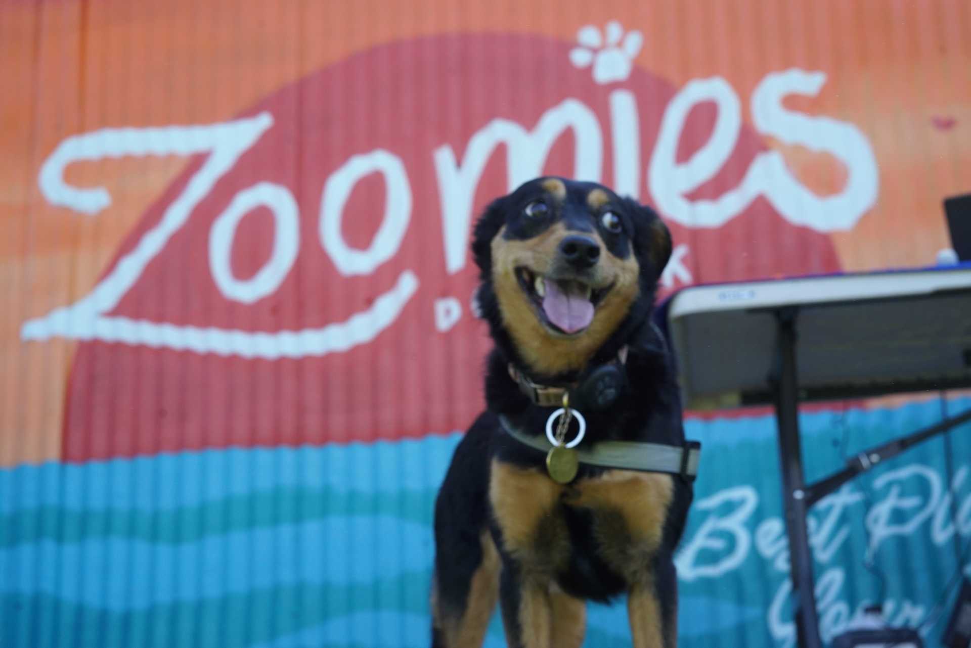 Happy dog at Zoomies Dog Park