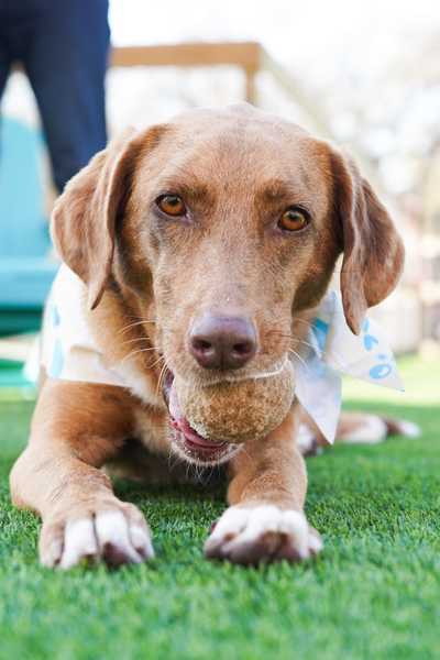 Dog with a ball on the turf