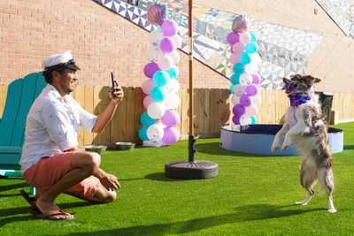 Dog jumping for a photo at Zoomies party