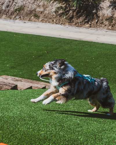 Australian shepherd running at the park